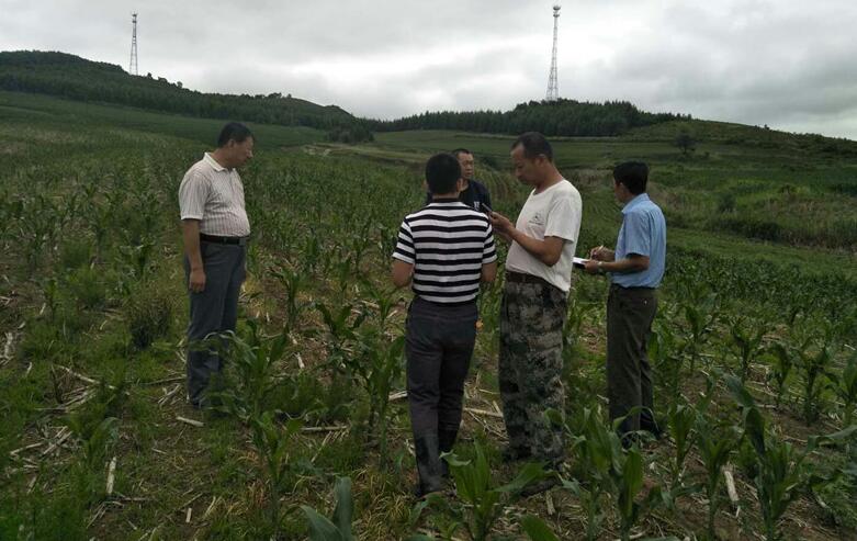 大桥乡玉米保护性耕作进入最终检查验收阶段